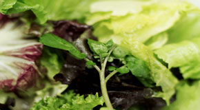 lettuce-290-160.jpg