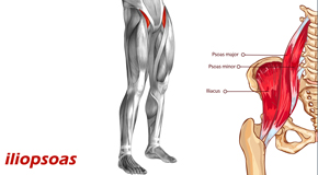 Oxford Back Pain and Iliopsoas Muscle Link