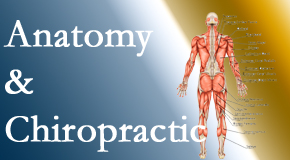 Satterwhite Chiropractic confidently delivers chiropractic care based on knowledge of anatomy to diagnose and treat spine related pain.
