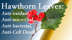 Satterwhite Chiropractic shares new research regarding the flavonoids of the hawthorn tree leaves’ extract that are antioxidant, antibacterial, antimicrobial and anti-cell death. 