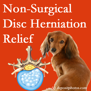 Often, the Oxford disc herniation treatment at Satterwhite Chiropractic successfully relieves back pain for those with disc herniation. (Veterinarians treat dachshunds’ discs conservatively, too!) 