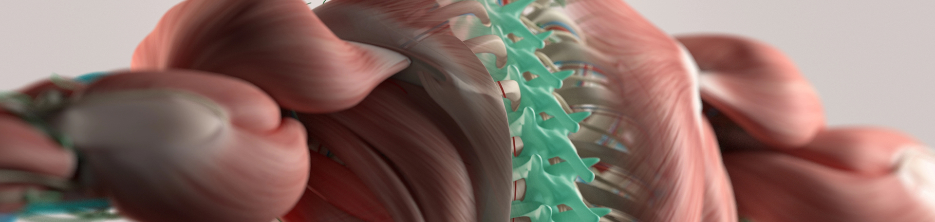 Oxford thoracic spine