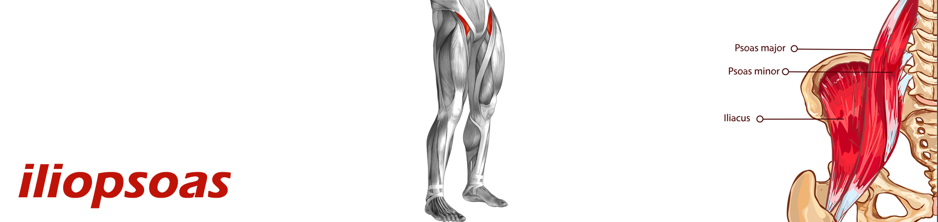 Oxford Back Pain and Iliopsoas Muscle Link