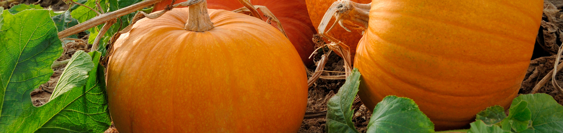 Oxford Pumpkin Leaves’ help for degenerated discs