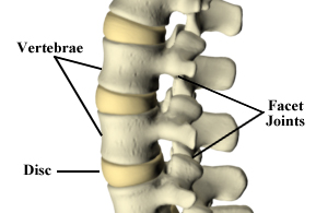 The Spine: Support System for the Body | Satterwhite Chiropractic